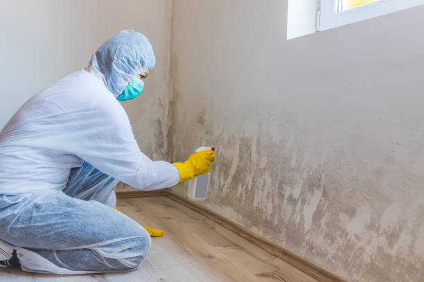 Licensed Mold Testing service in Rocky Mount, NC - WQB Mold Removal
