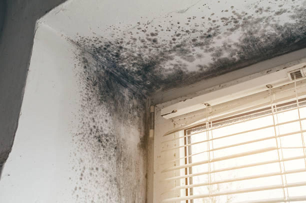 Affordable Mold Testing solutions in Rocky Mount, NC